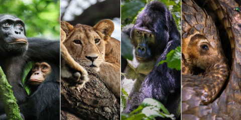 7-Day Luxury Fly-in Uganda - Gorillas, Chimps & Ishasha
