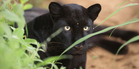 3-Day Discover Laikipia Wilderness & the Black Leopard