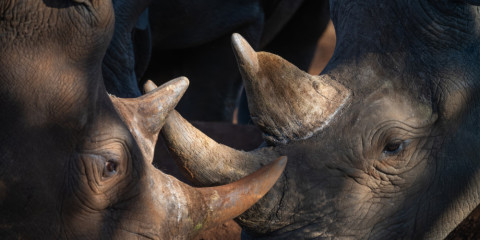 5-Day Rhino Adventure in Mkomazi National Park