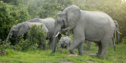 4-Day Wilderness Retreat at Mukambi Safari Lodge