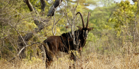 6-Day Wildlife Wonders of Kafue and South Luangwa