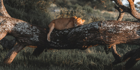 6-Day Southern Tanzania Safari - Selous and Ruaha