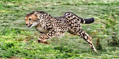 ½-Day Ann Van Dyk Cheetah Centre Tour