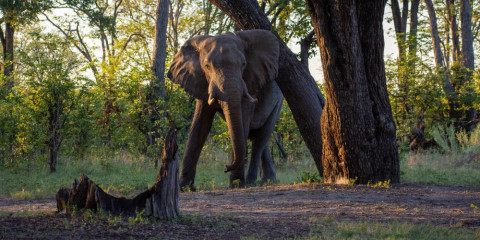 8-Day Okavango to Chobe Private Guided Camping Safari
