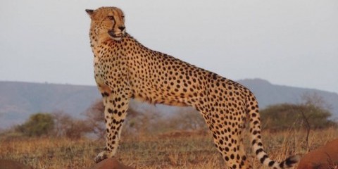 4-Day Kwazulu Natal Safari with Springbok Lodge