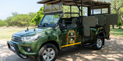 1-Day Full-Day Kruger Park Safari from Hoedspruit