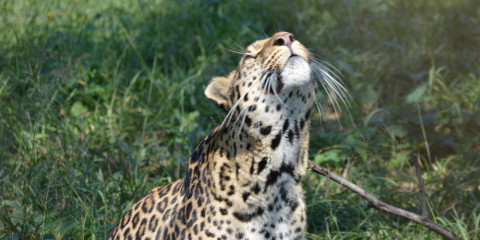 4-Day Affordable Kruger Park & Panorama Route Tour