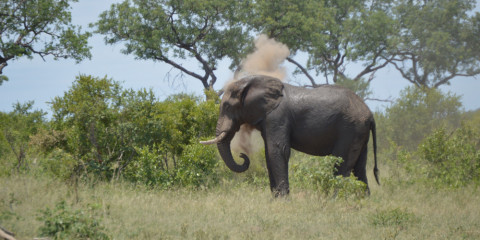 5-Day Affordable Kruger Park & Panorama Route Adventure