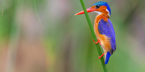 16-Day Birding & Wildlife Uganda Tour Led by Local Expert