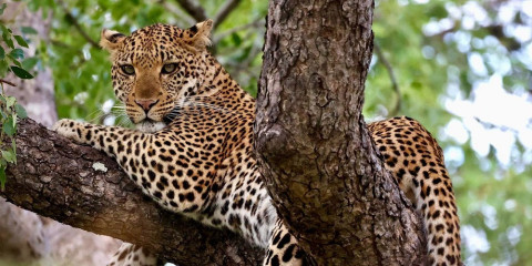 3-Day Kruger - Chisomo Safari Camp