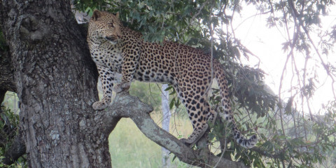 4-Day Timbavati Safari with Shindzela Tented Camp