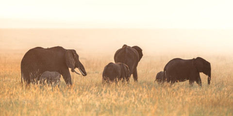 5-Day Great Migration Calving Season Safari