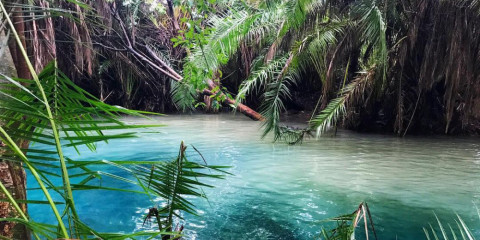 1-Day Visit to Kikuletwa Hot Springs