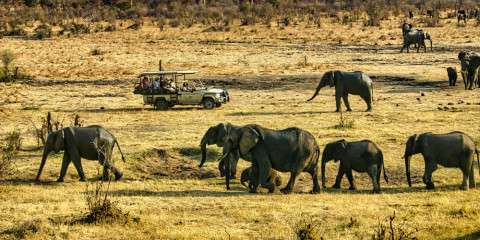 ½-Day Safari in Savannah of Zambezi National Park 3Hours