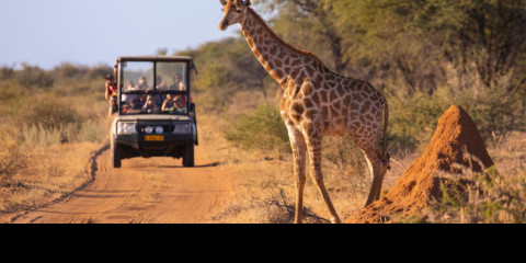 3-Day Ivory Moon Luxury Safari Camp in the Kruger