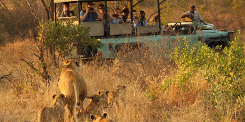 ½-Day Kruger Safari from Hoedspruit