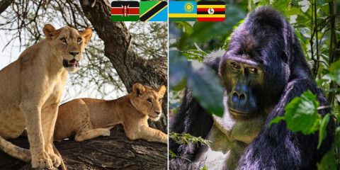 14-Day Best of Kenya, Tanzania, Rwanda, & Uganda Safari