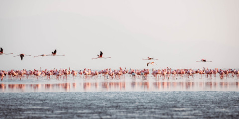 9-Day Rare Tour to Arusha NP, Eyasi, Natron, Ngorongoro