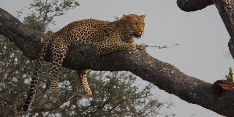 7-Day Exclusive Custom Kruger/Private Lodge Photo Safari
