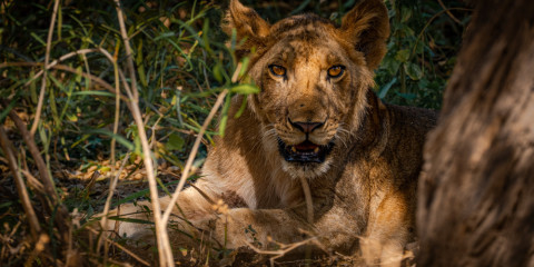 5-Day Private Arusha, Tarangire and Ngorongoro Safari