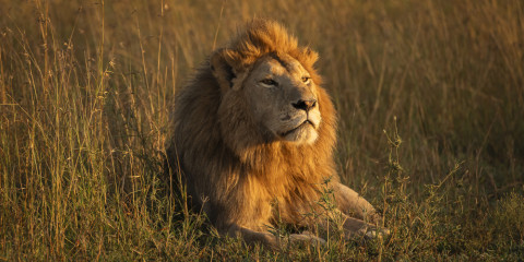 8-Day Honeymoon Safari - Romantic Lodges & Balloon Ride