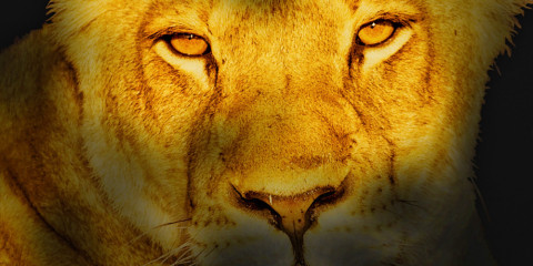 6-Day Exclusive Kruger/Private Luxury Lodge Safari