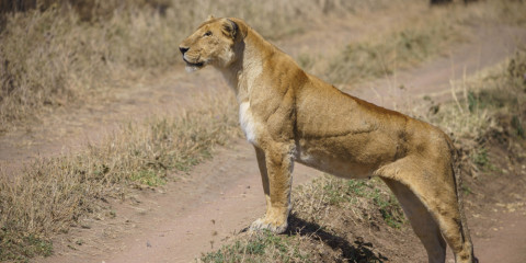3-Day Fly-in Safari to Serengeti, Tarangire & Ngorongoro