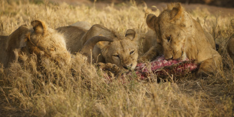 7-Day Ultimate Tanzania Wildlife Safari
