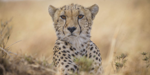 6-Day Luxury Wilderness Safari Tanzania