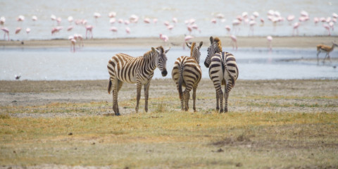 3-Day Luxury Safari in Tarangire, Ngorongoro & Manyara