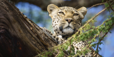 2-Day Luxury Fly-in Safari Serengeti & Ngorongoro Crater