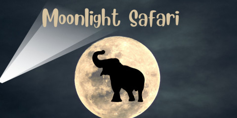 ½-Day Stargazing+Moonlight Tour near Victoria Falls 2Hrs