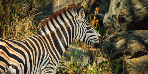 5-Day Kruger National Park Bush and Zebra Safari