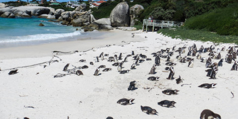 5-Day Budget Garden Route & Addo Group Tour