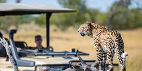 3-Day Okavango Delta Safari Escape
