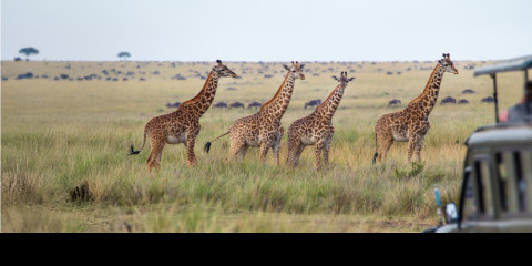 7-Day Botswana Mobile Safari