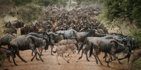 8-Day Calving Season Tour in Ndutu & Serengeti (Dec-Mar)