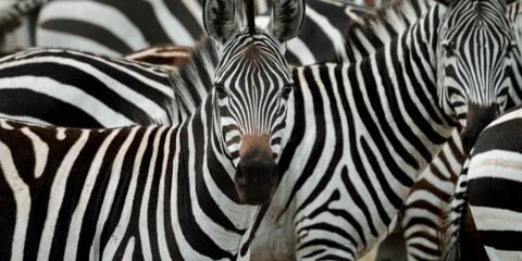 5-Day Tarangire Wild Trails with Walks and Night Safari