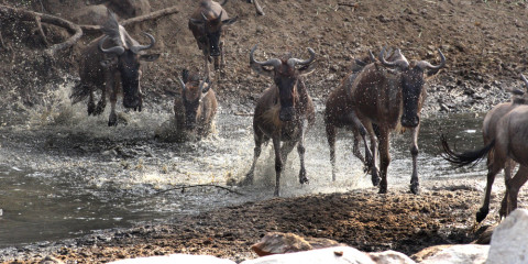 8-Day Mara River Crossing & Iconic Parks Safari