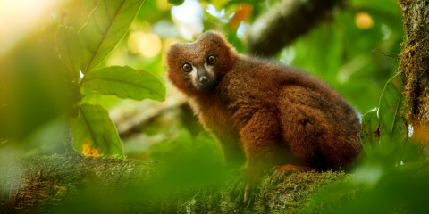 5-Day Best of Madagascar Wildlife Tour