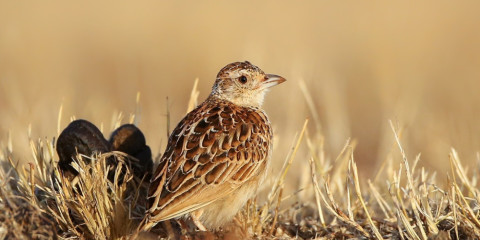 13-Day Birding Tour in Ethiopia