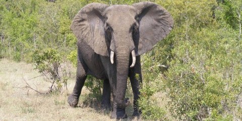 5-Day Iconic Kruger Stay Inside + Panorama Tour
