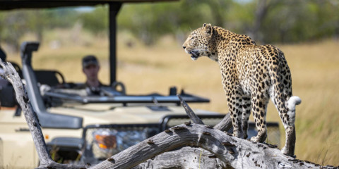 4-Day Call of the Wild Safari, Panorama Route Experience
