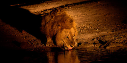 ½-Day Pilanesberg Night Safari from Manyane & Sun City
