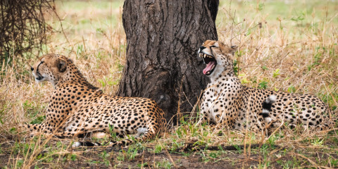 6-Day Ngorongoro & Serengeti Compact Safari