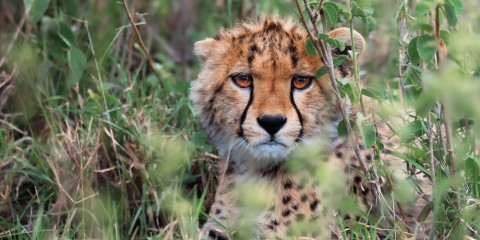 4-Day Calving Season Safari – Midrange Accommodation