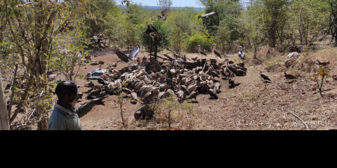 ½-Day Vulture Experience and Baobab Tree Safari Zimbabwe