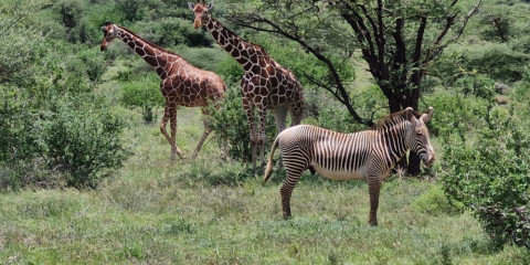 6-Day From Samburu Special 5 to the Golden Plains Mara