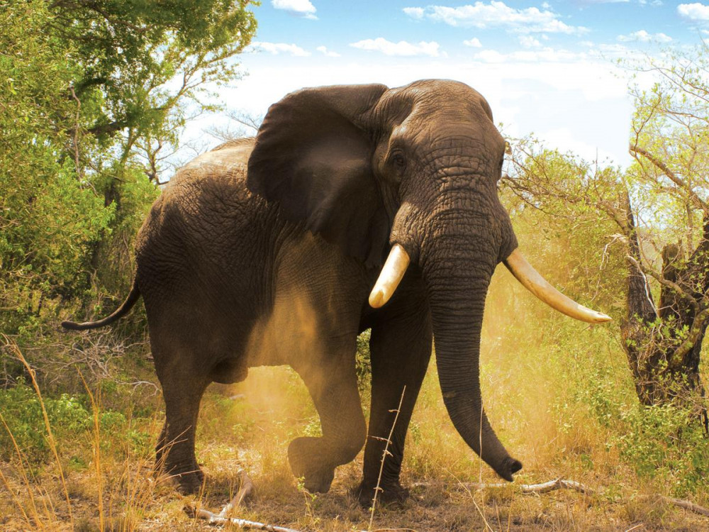 Kwazulu Natal Safari with Tembe Elephant Park