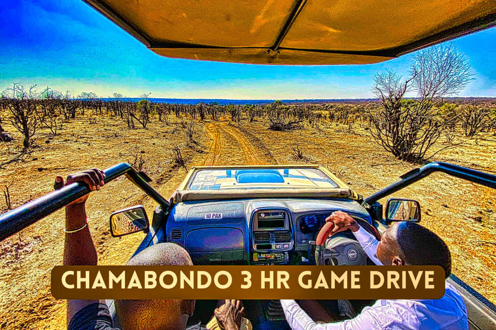 Sunrise Safari in Zambezi National Park 3 Hours
